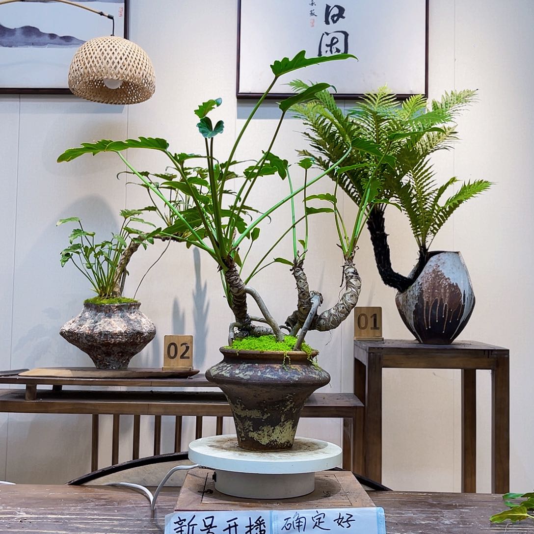 D***）无花朵补差价20换桌面148这款