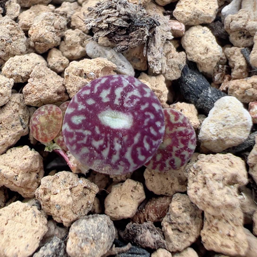 58多肉植物百科墨