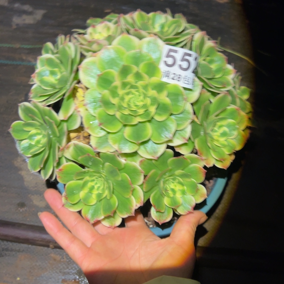 多肉植物552伊丽莎白