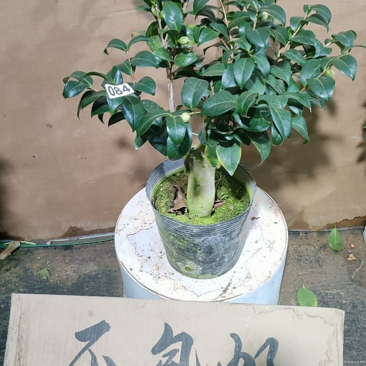 洒金宝珠084原盆