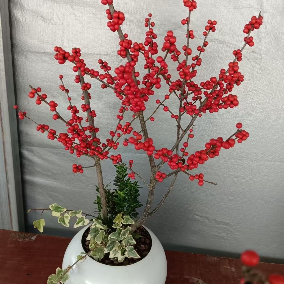 北美冬青带红果花卉耐寒耐热易养室内外高端盆栽绿植