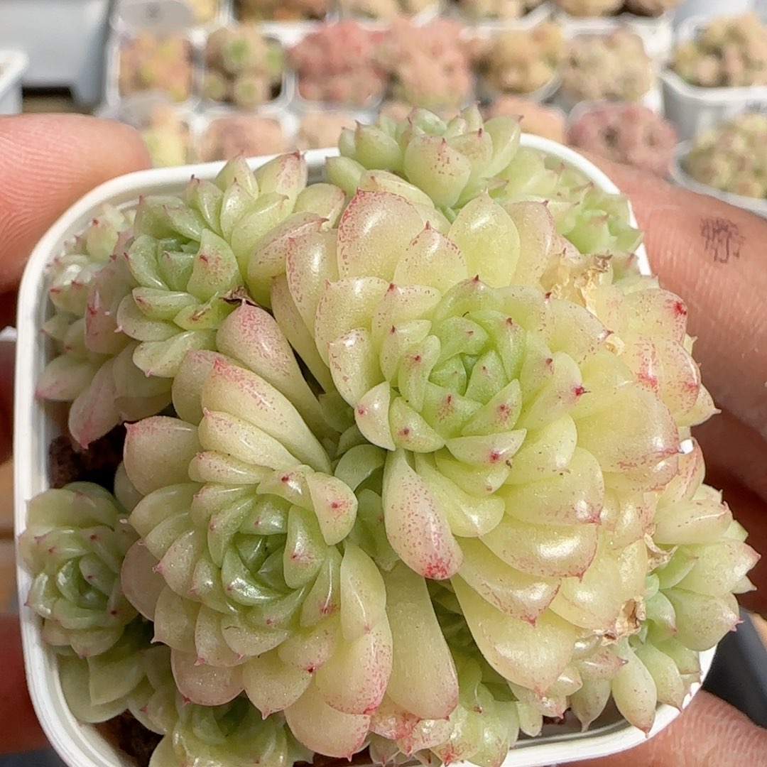 陈**儿【闪购商品】0218-118（ppt-61）