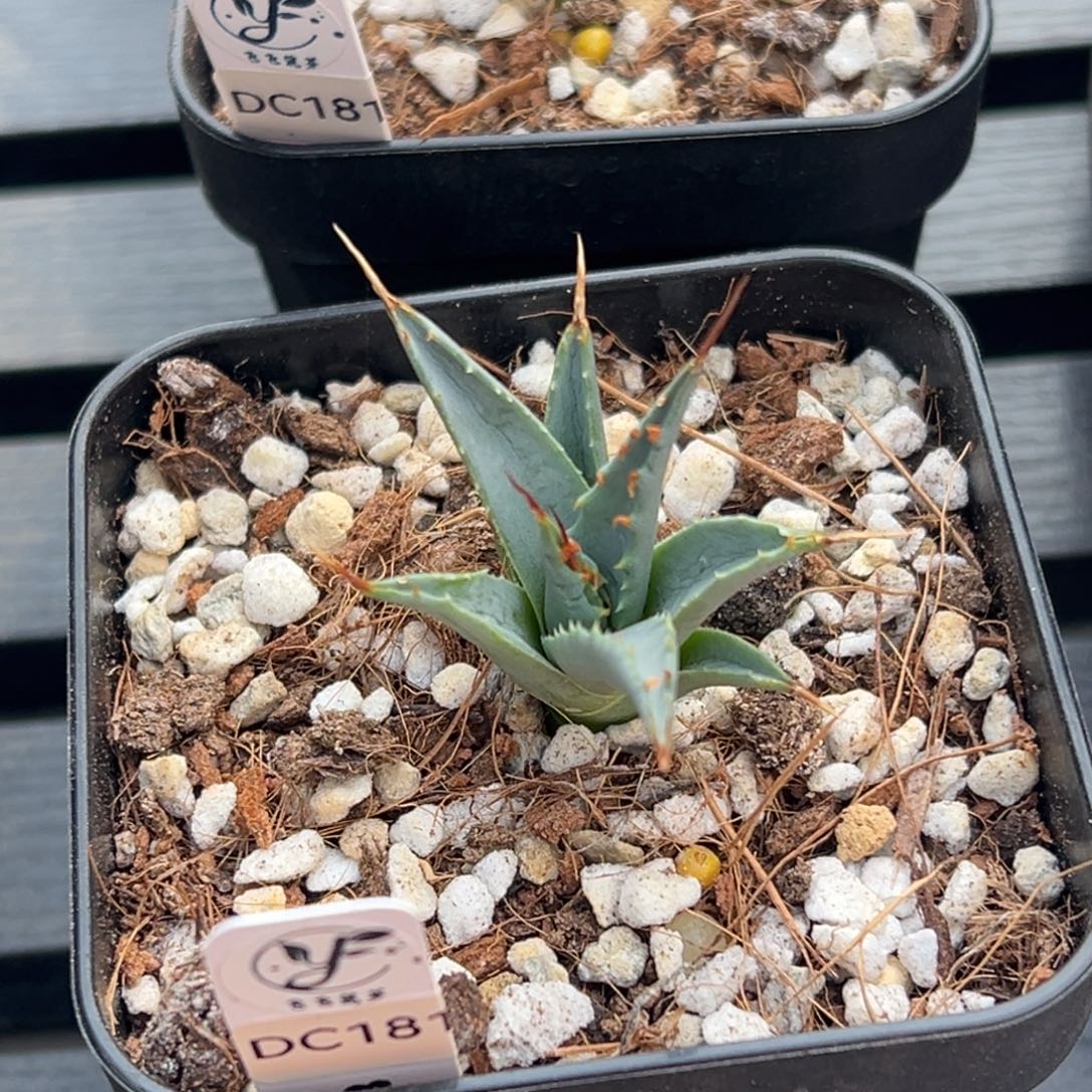 无花朵产地侧芽 脱土发 母体DC181 