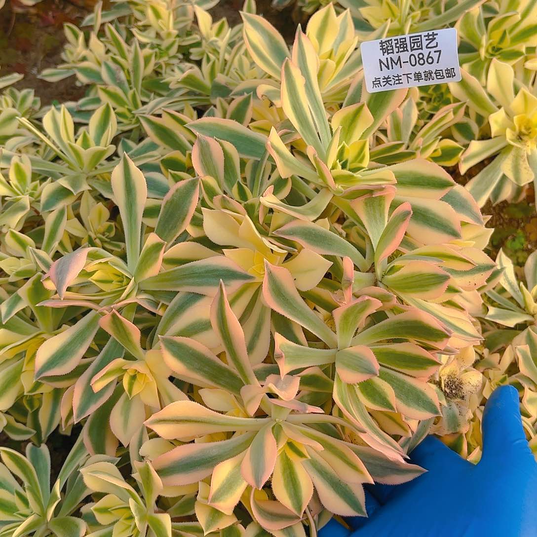 枫叶多肉植物六号867