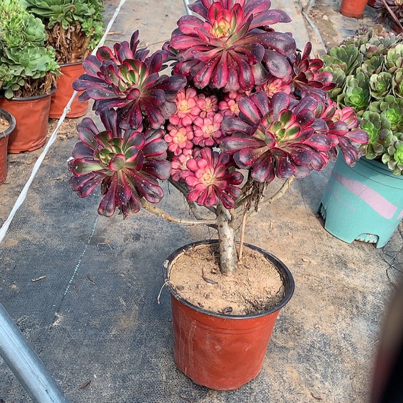 【闪购商品】44多肉法师