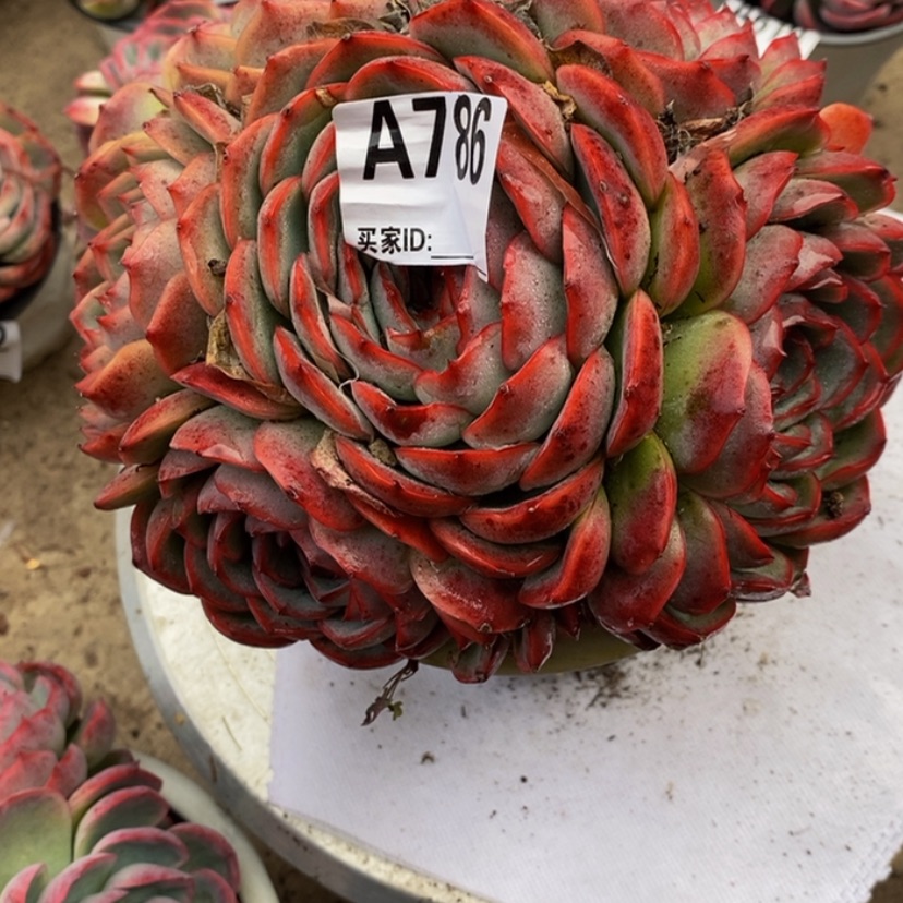 【闪购商品】?****?多肉植物