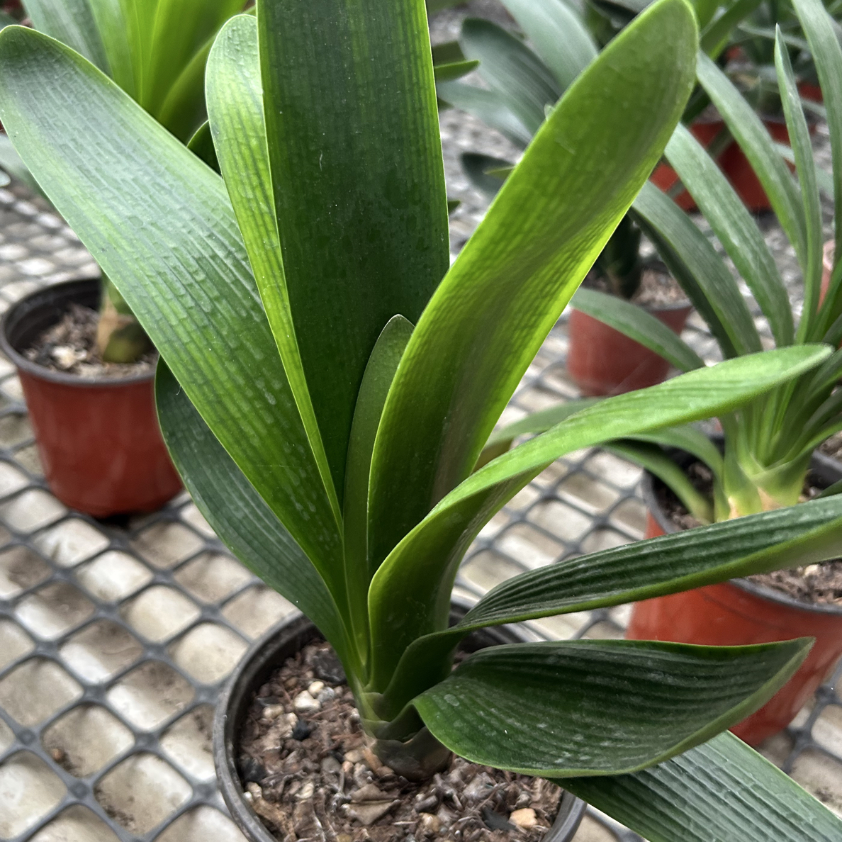 优质君子兰大花年底看花超级划算