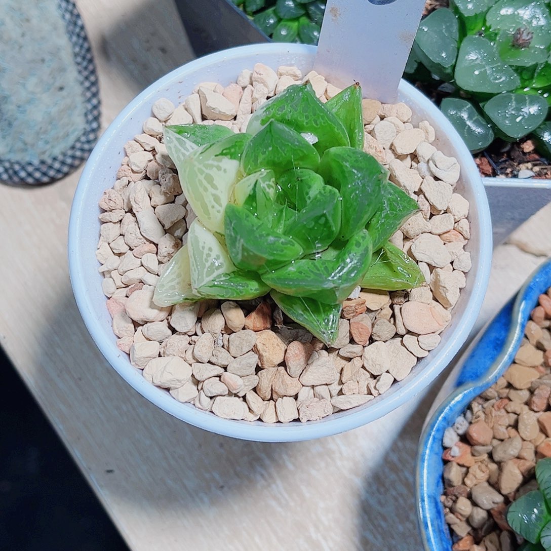 宝草锦新手好养的