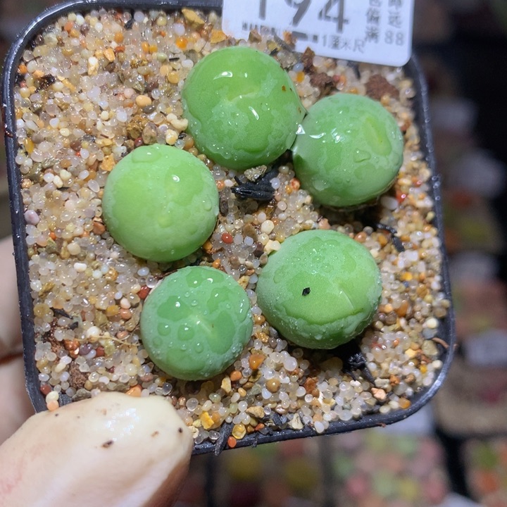 精品生石花124.194