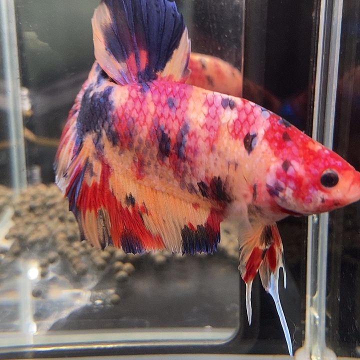 斗鱼黑236号巨斗将军