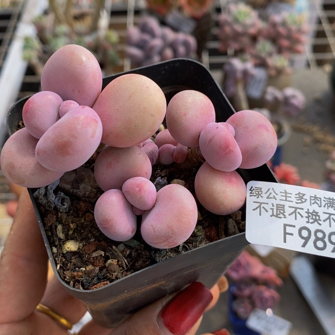 腰子桃蛋989/6c m