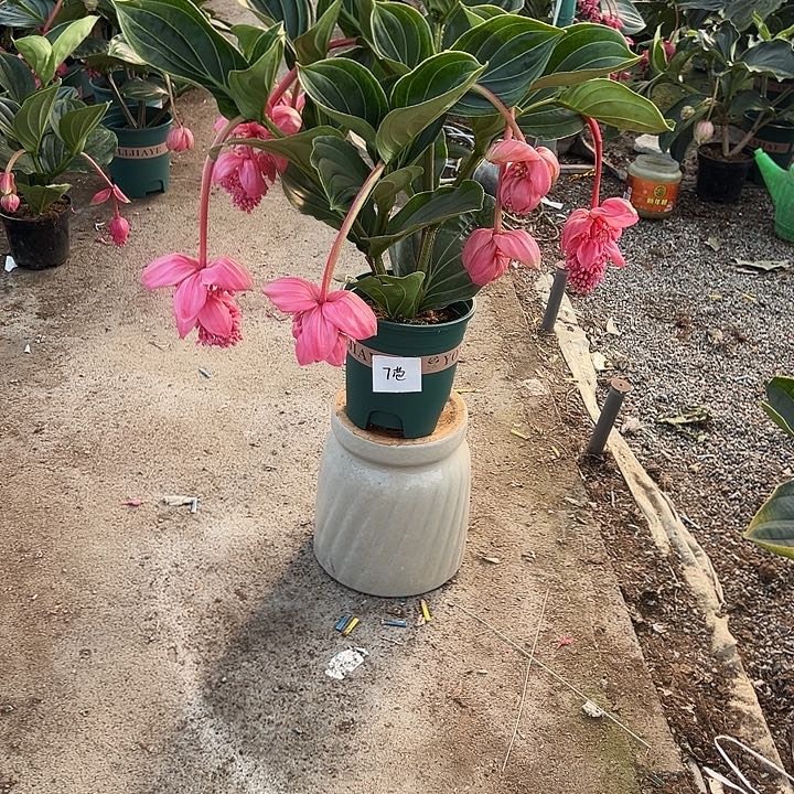 比***所少量花朵（建议范围：2朵-5朵 或40%以下）