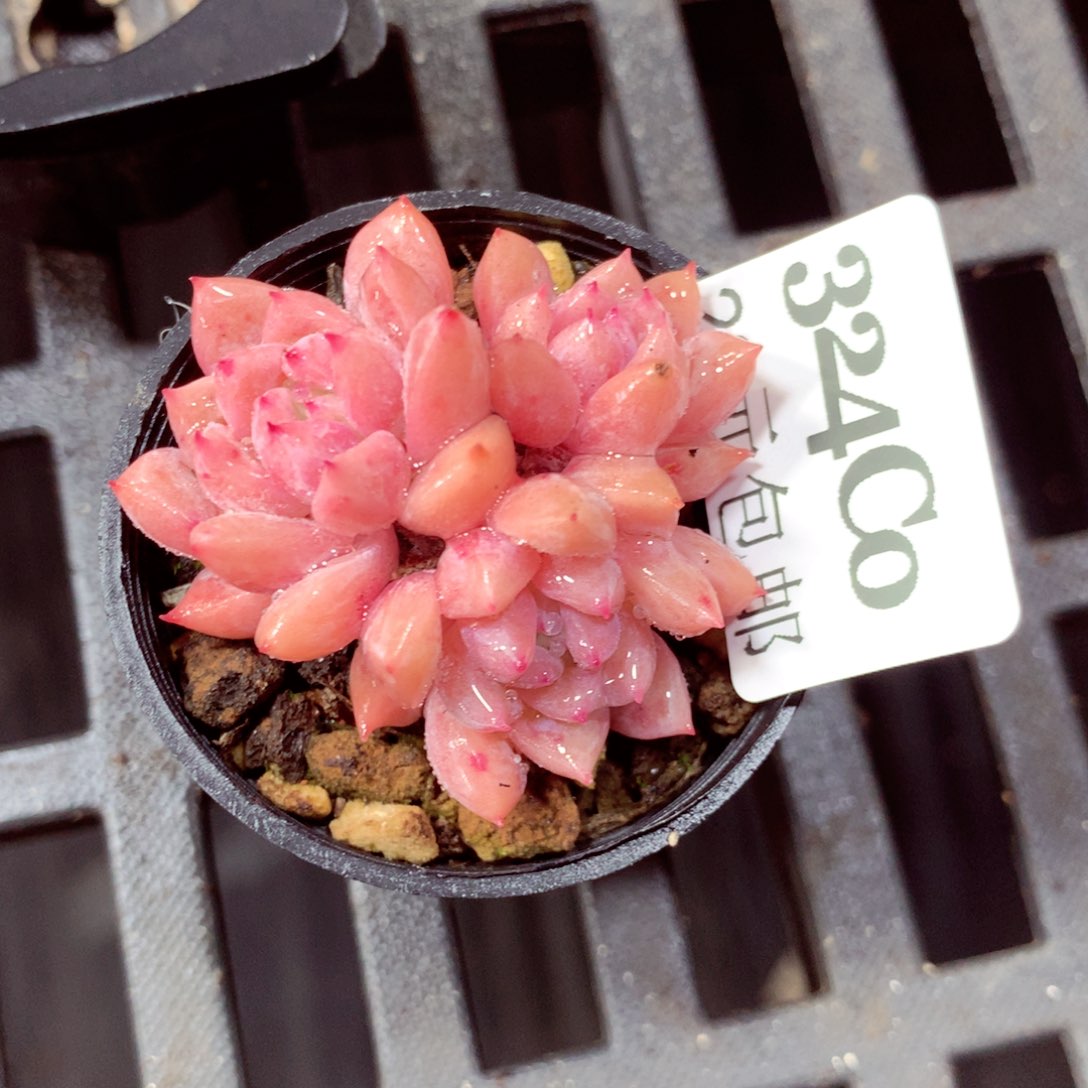 5厘米盆精控多肉324