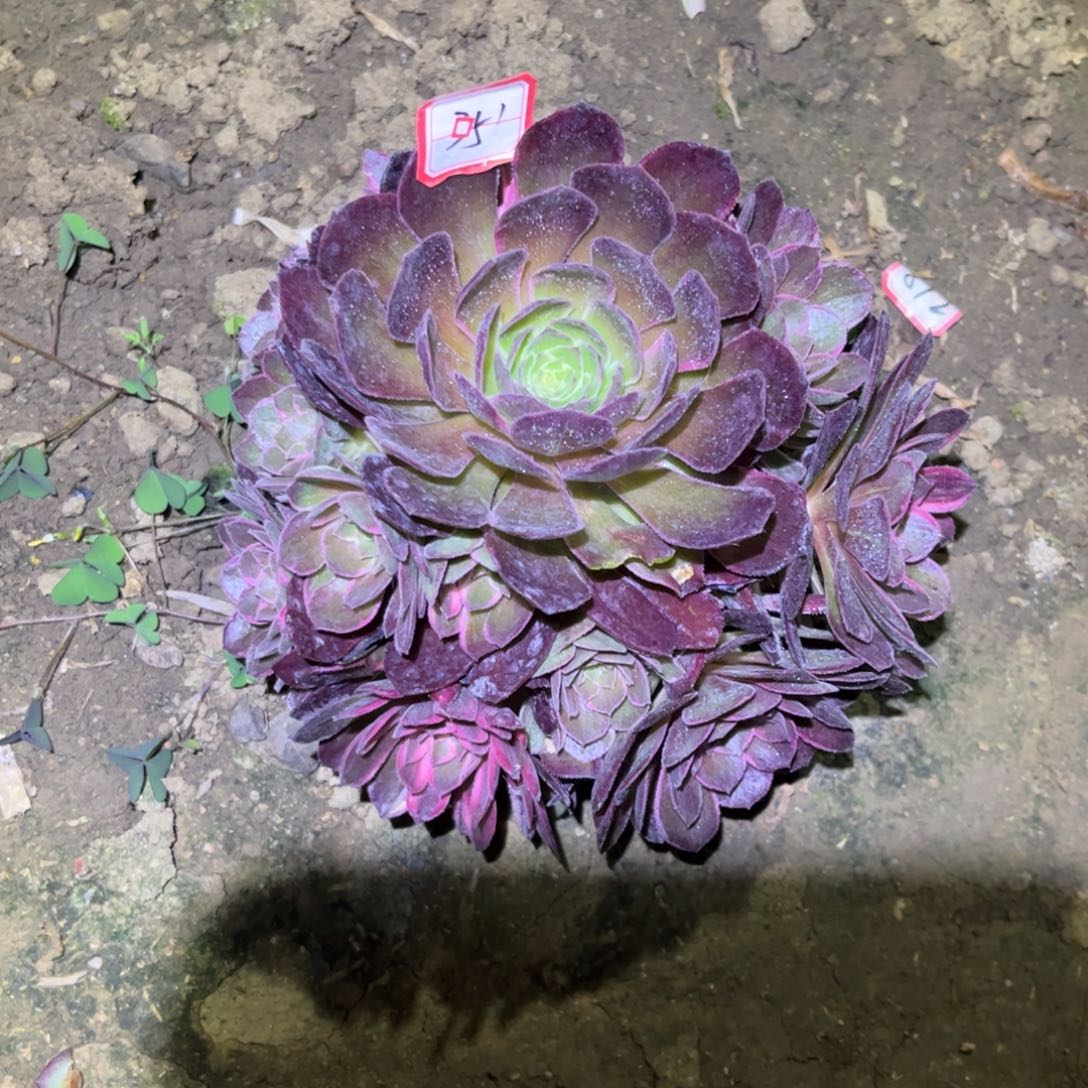 351多肉植物黑魔锦变异