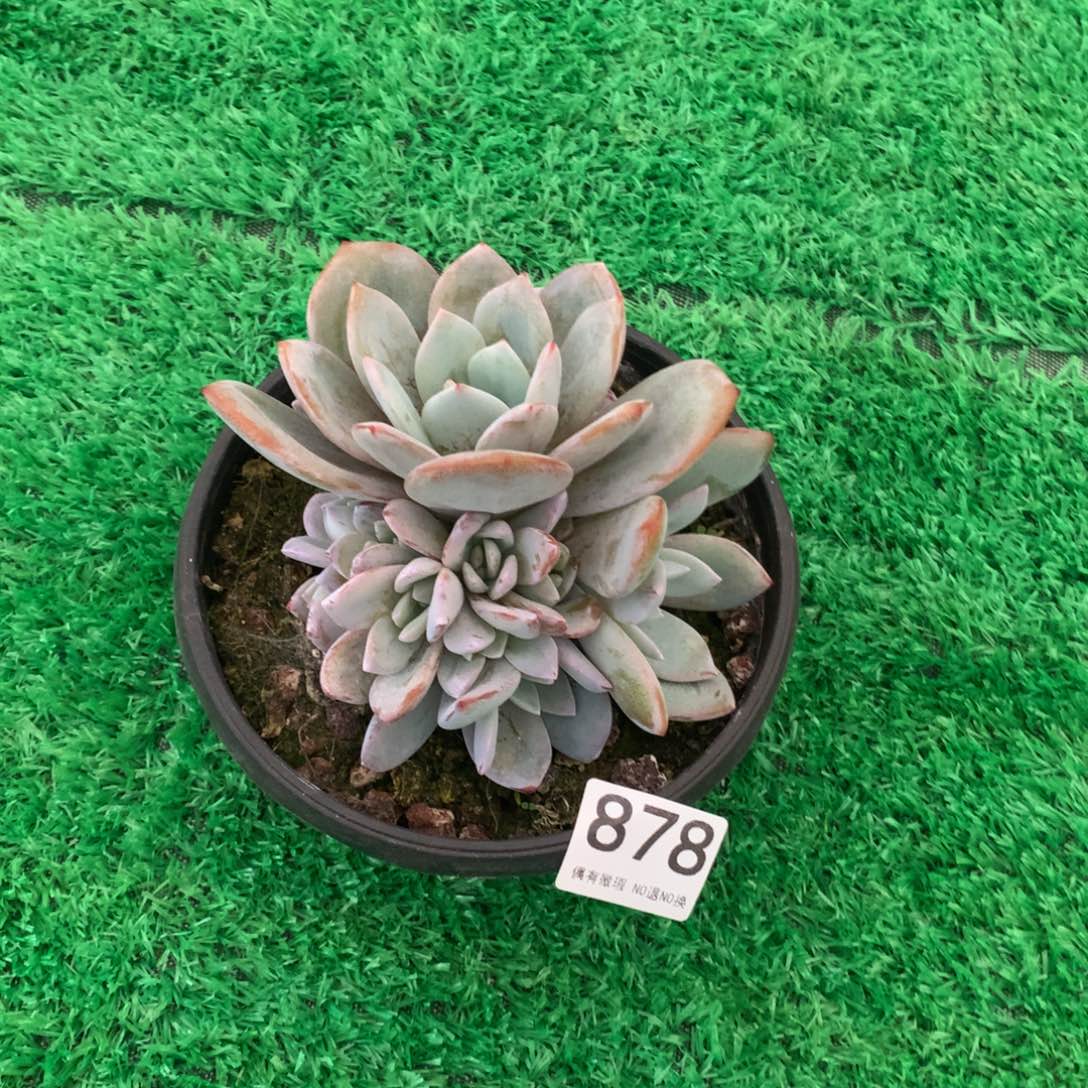 878奶茶多肉植物！！！！
