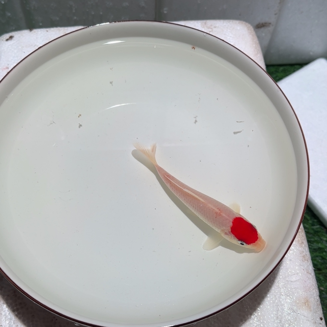 ۶***生锦鲤锦鲤 观赏鱼 锦鲤