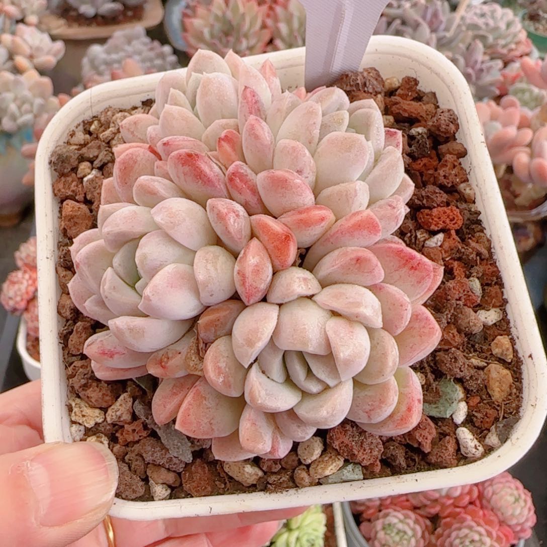 多肉植物8594！mmmmmm