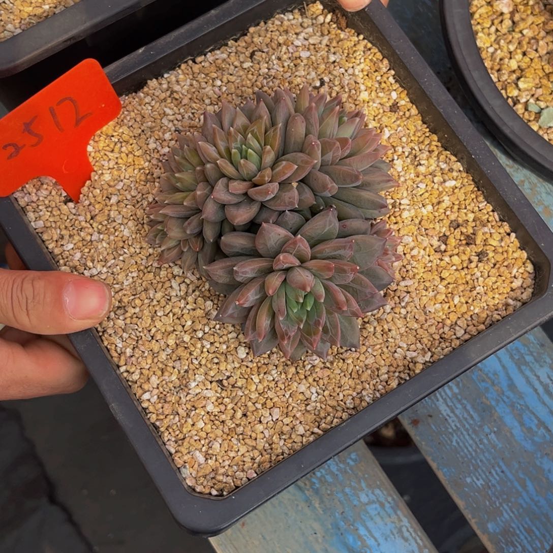 2512号上午多肉植物群生多肉植物