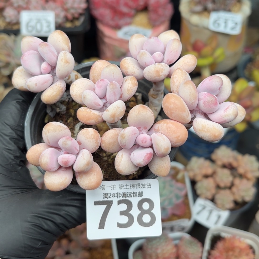 糖果桃蛋6头无盆土发货
