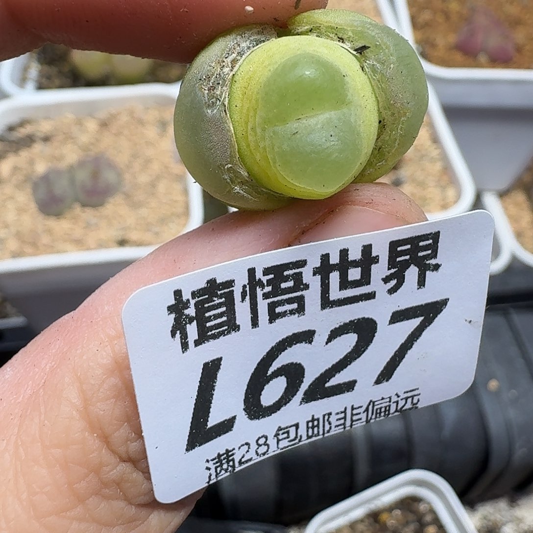 多肉植物的润泽fgb