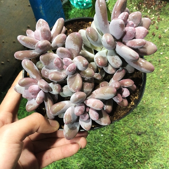 汤圆杂洛神大群多肉植物