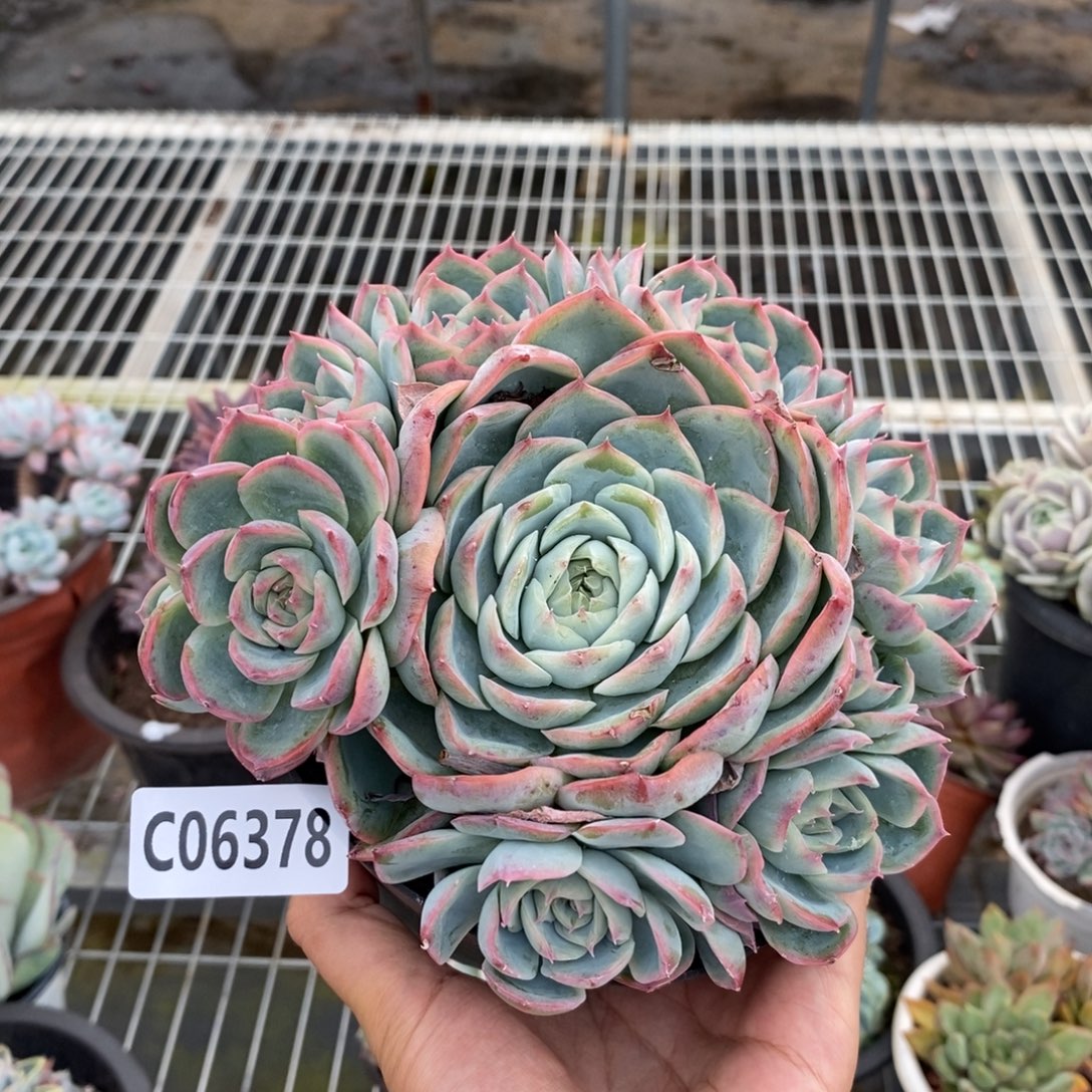法兰西玫瑰6378一物一拍