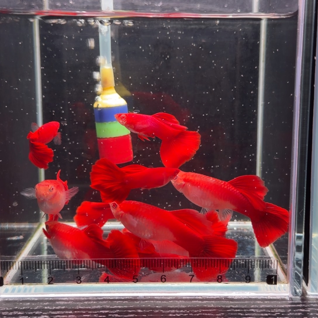 孔雀鱼红背美系血红2对