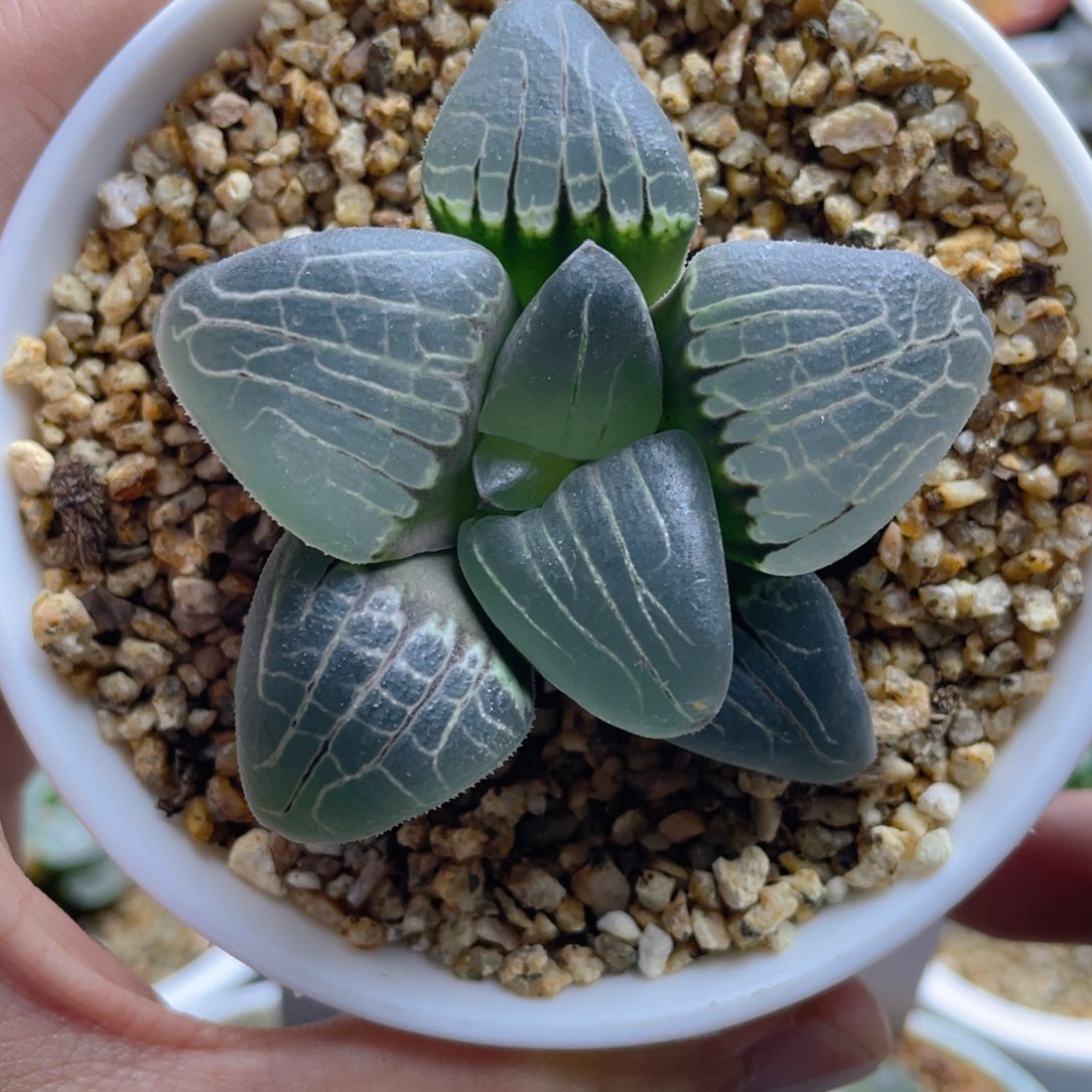 王***茂巨大化粉色甜心克。          