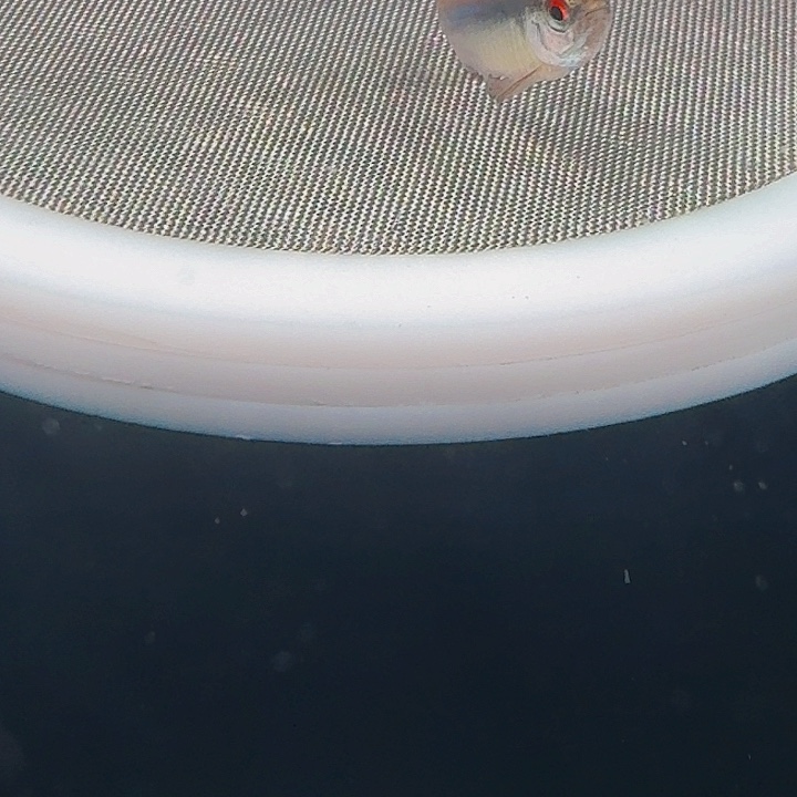 青***灯科鱼左下7号 浅云1条