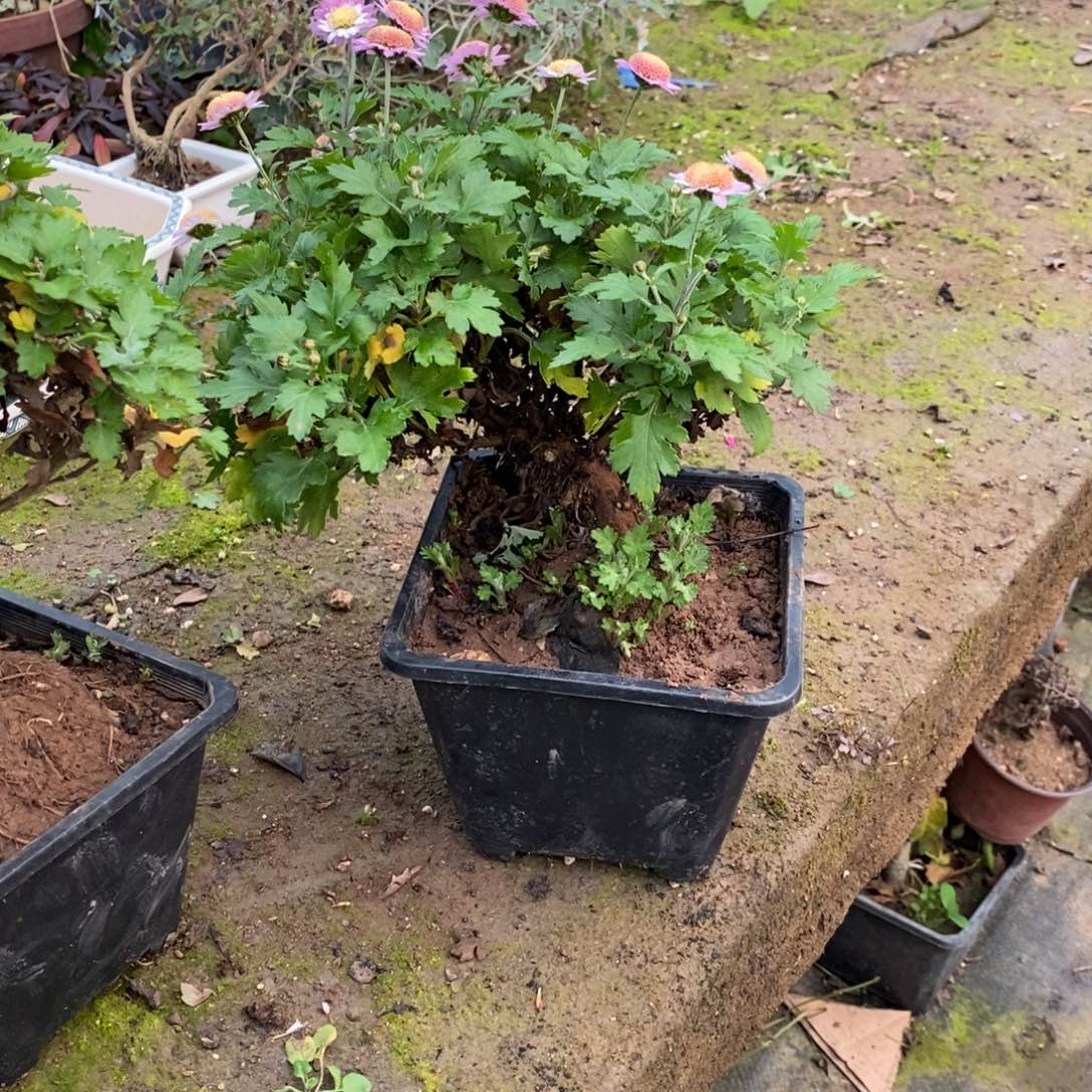 童***工无花朵盆景盆景40