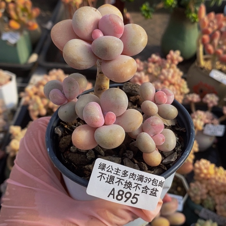 桃蛋树老桩895多肉植物