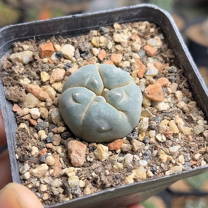 海鲜实生kk肋骨乌