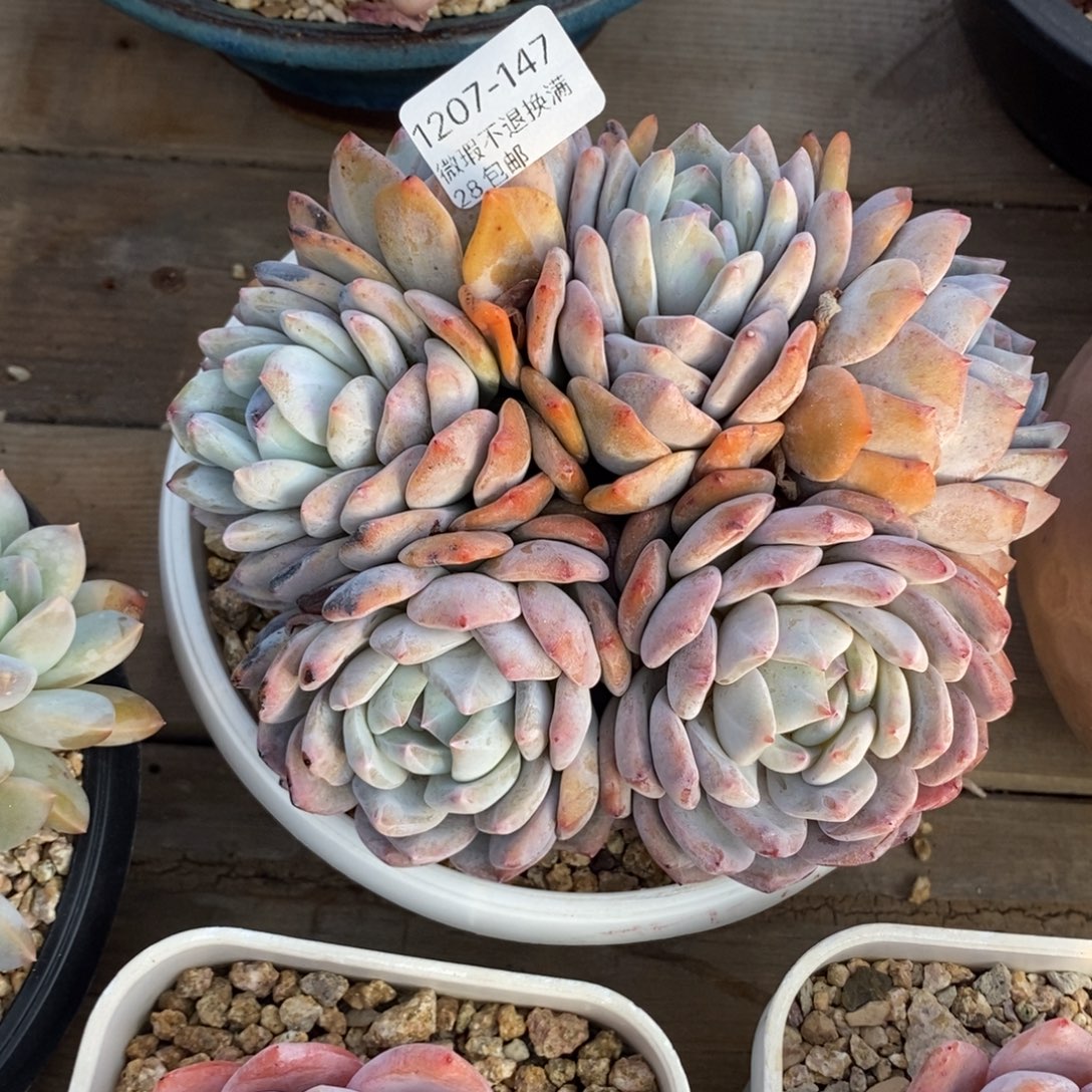 心***飞147号多肉群漂亮的