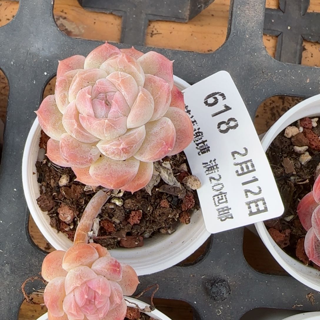 花语逸境0212-618