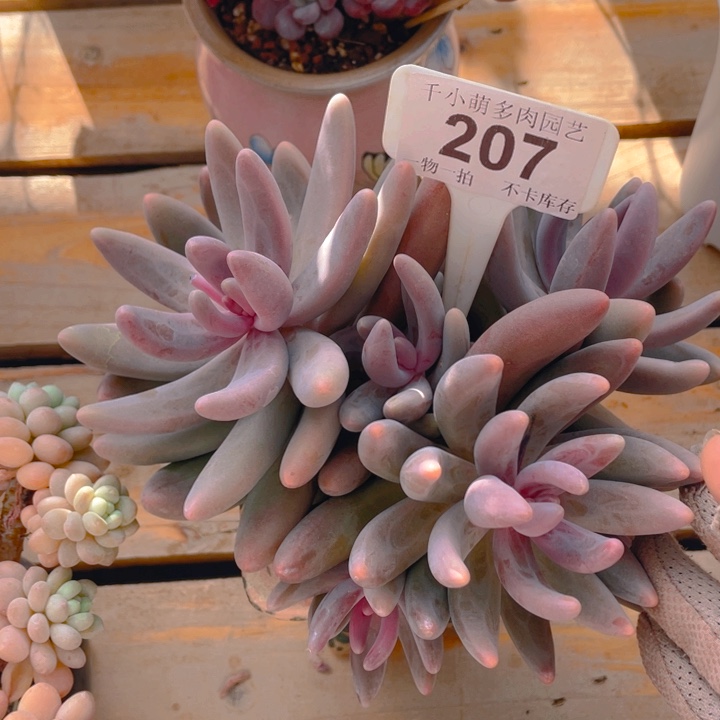 谢谢你的支持000000207