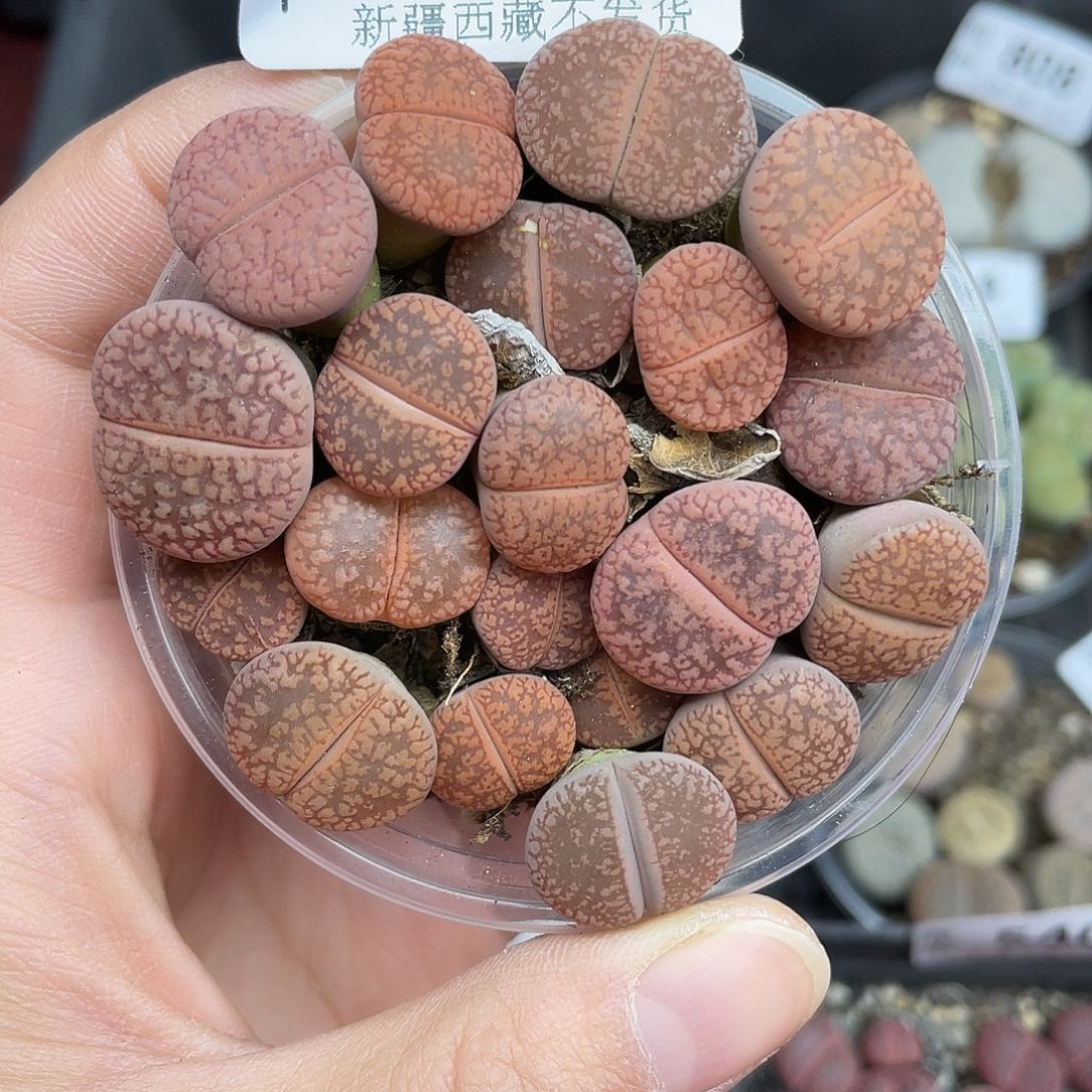 809000花花花花鼓励