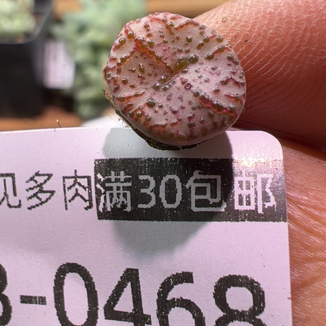 多肉植物111111111111