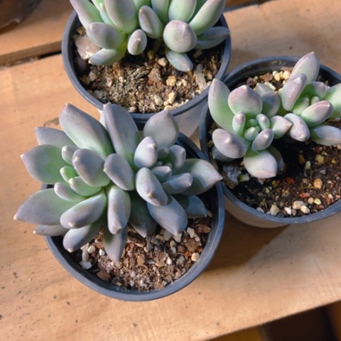 阳台精品多少松果？每人三个。