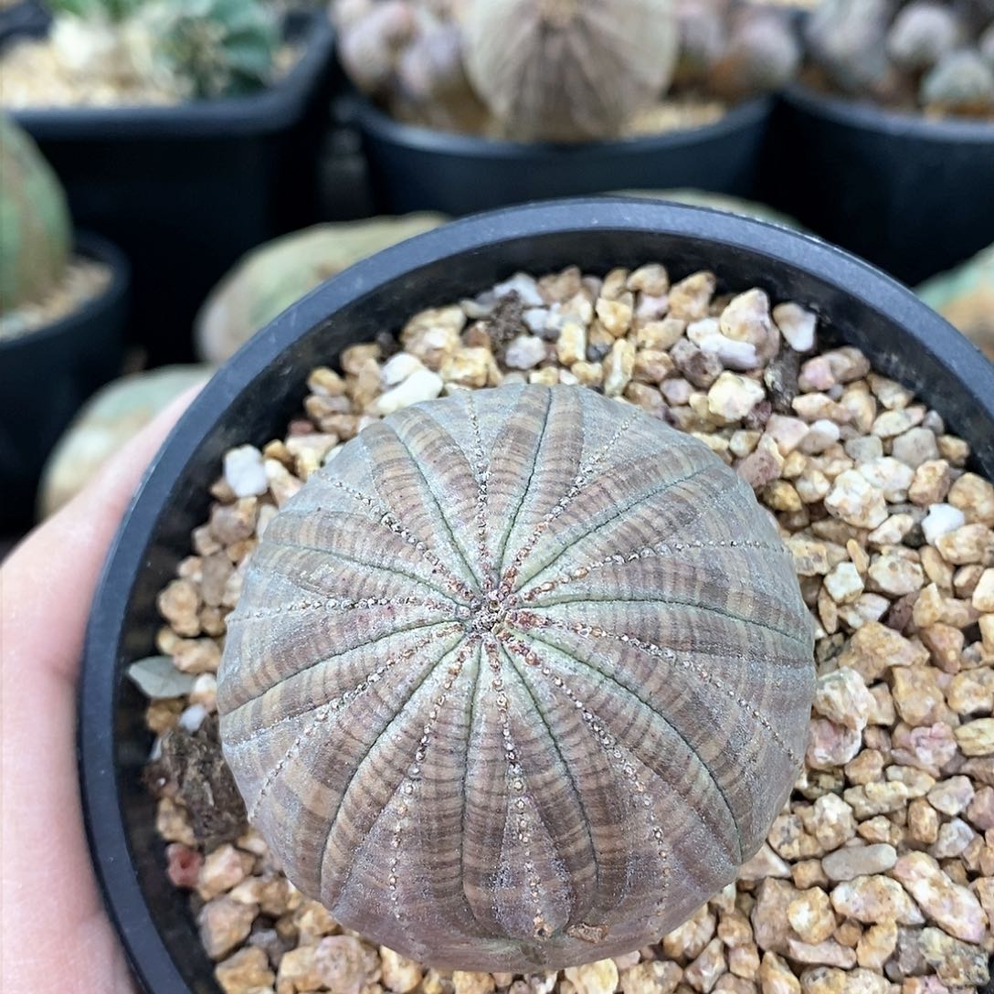 欧系实生布纹球多肉植物