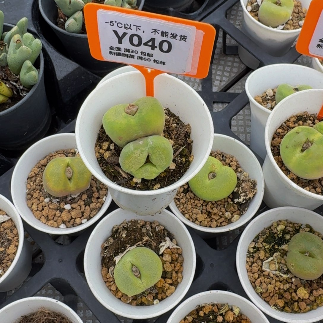 040 生石花大群生一物一拍