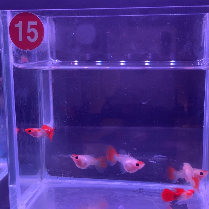 孔雀鱼红头玻璃猫6条