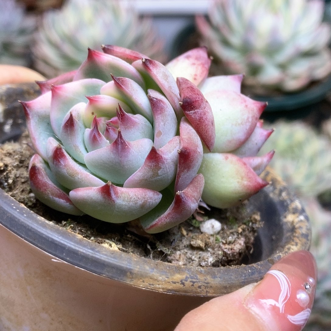 104锦锦锦锦锦锦锦锦