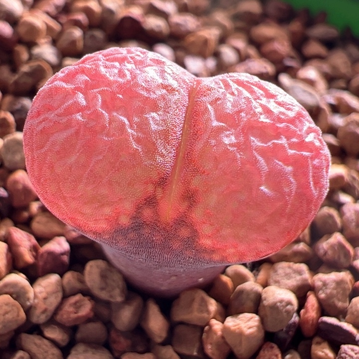 A635.  优选超红大宽窗面大型红风铃。 疑似肯哈德。  