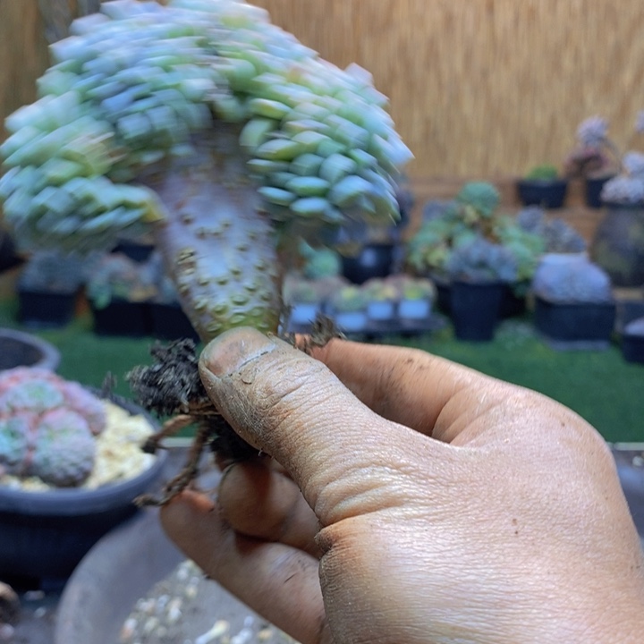 日***星106号玛瑙缀化多肉