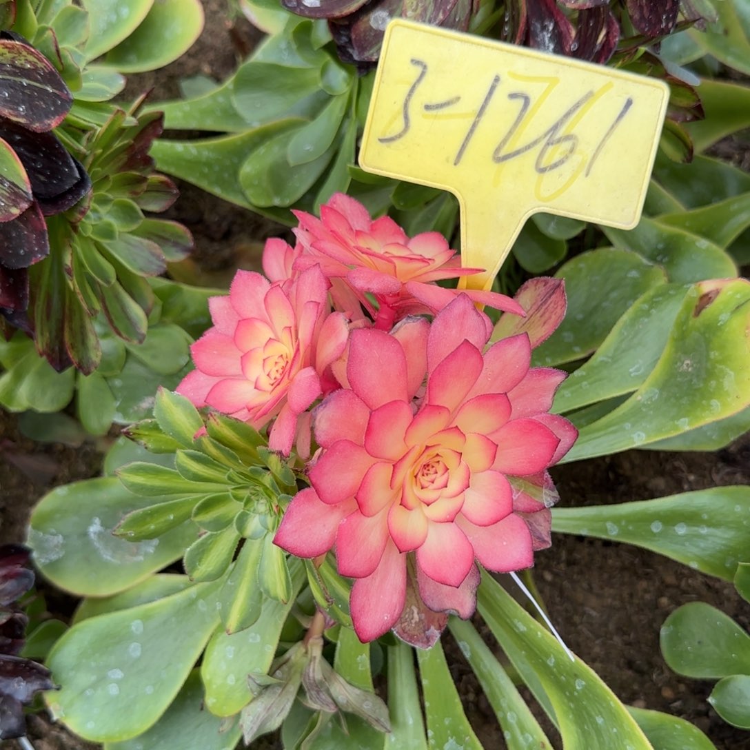 3-1261-++多头多肉植物