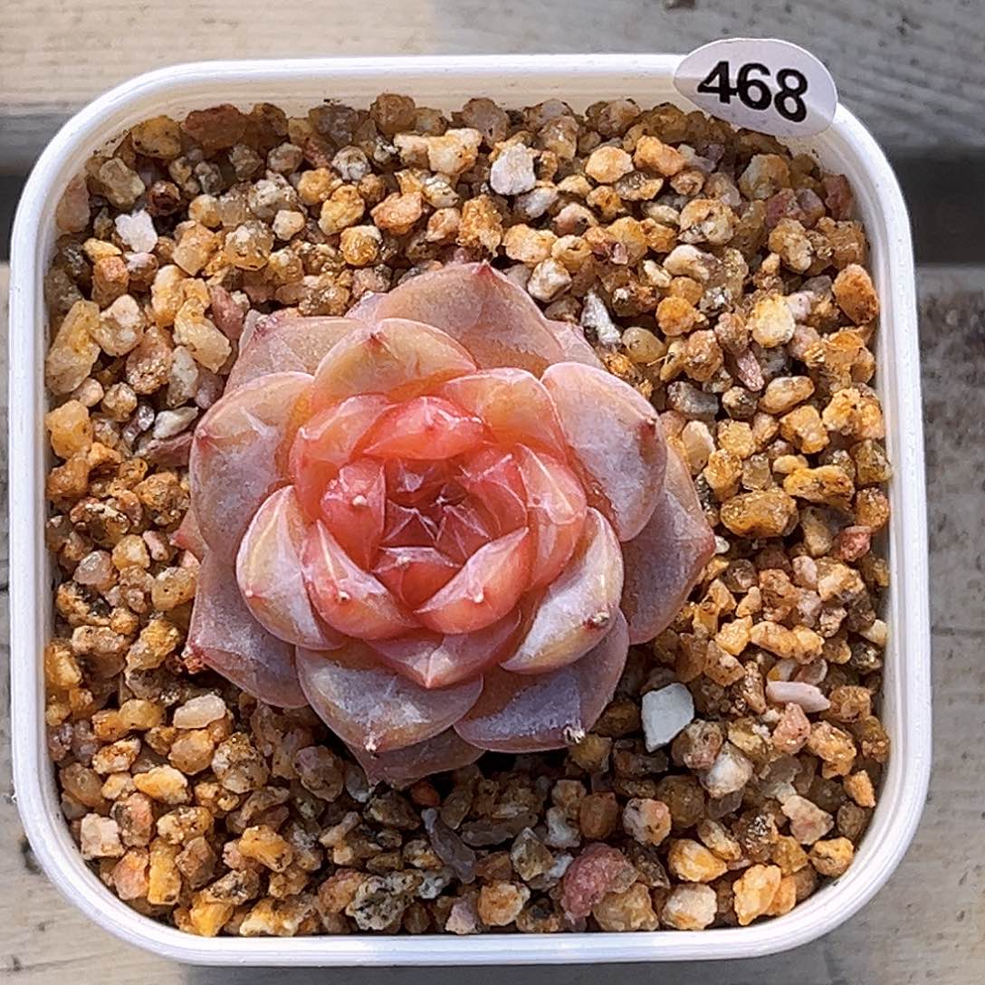 468  甜心 满18包邮