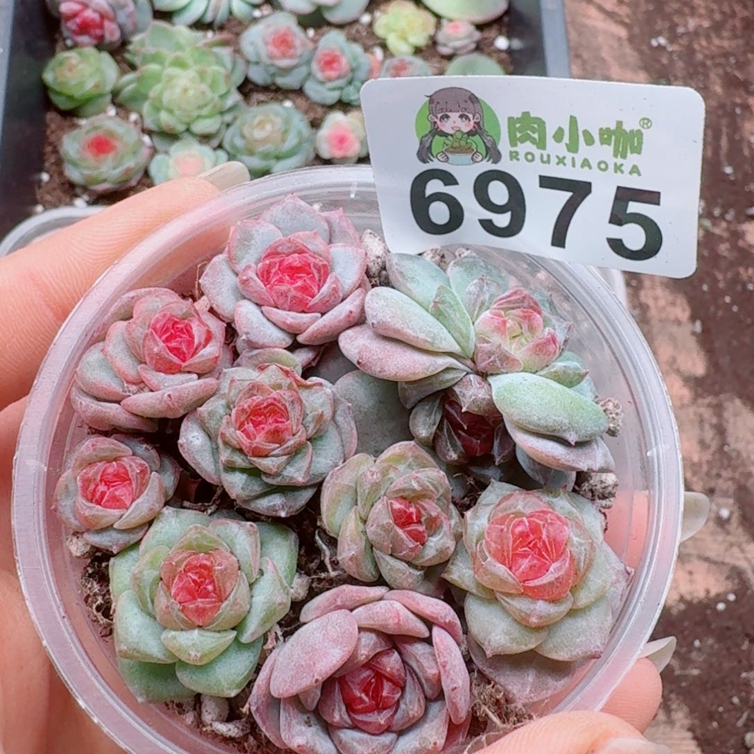 多肉植物多肉植物