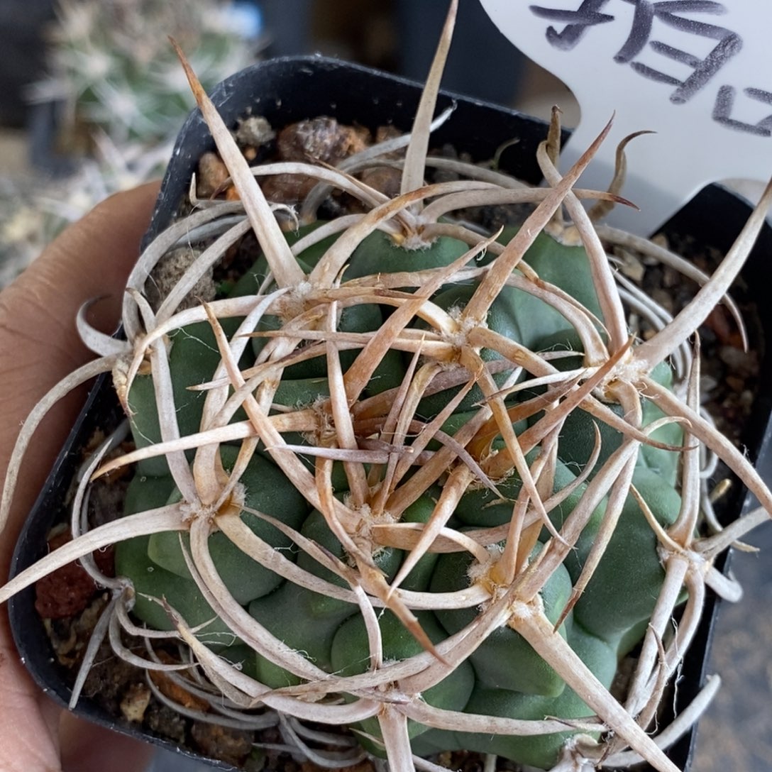 植播园艺63火焰碧岩玉