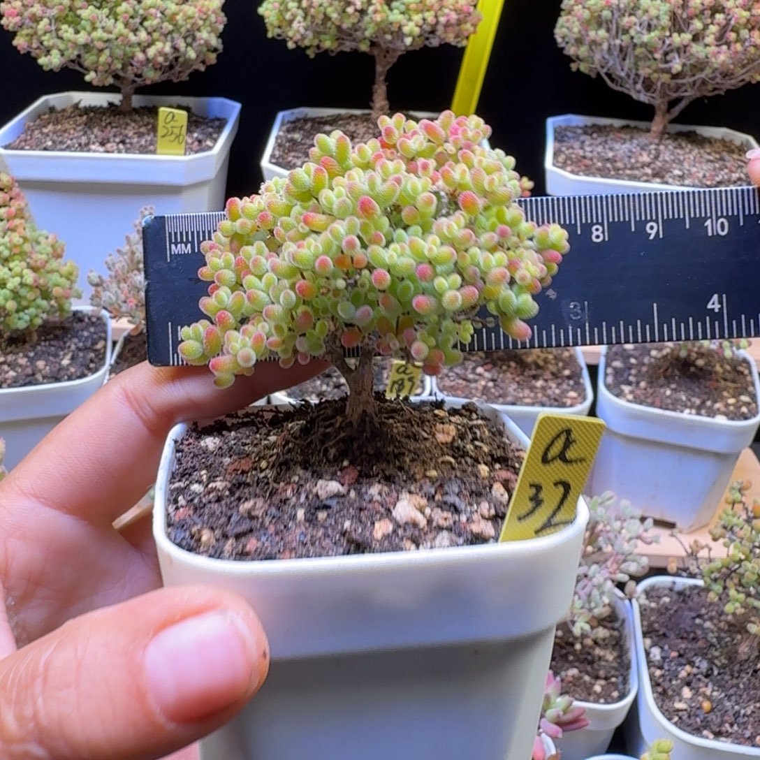 a32号蜜橘冠服6厘米左右