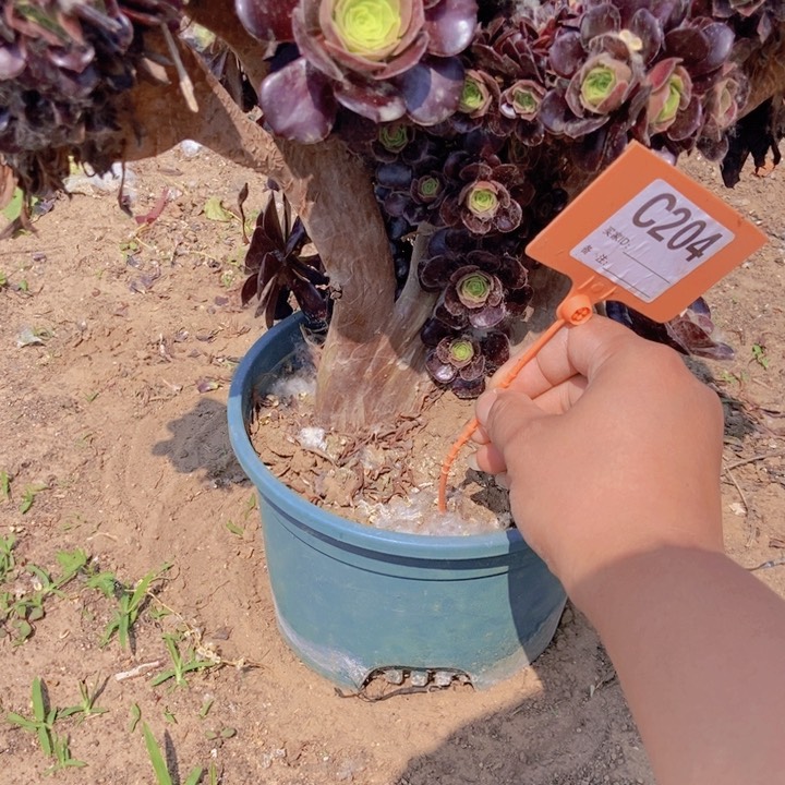 一**型204欧紫朵朵老桩